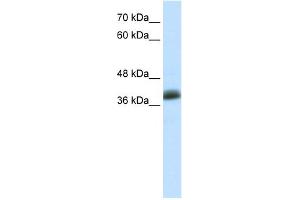 WB Suggested Anti-SAP30BP Antibody Titration:  0. (SAP30BP antibody  (C-Term))