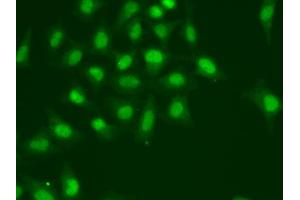 Immunofluorescence analysis of A549 cells using POLD1 antibody. (POLD1 antibody)