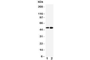 Western blot testing of Alpha 2a Adrenergic Receptor antibody and Lane 1:  HeLa;  2: PANC cell lysate (ADRA2A antibody  (Middle Region))