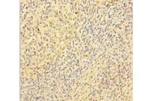 Immunohistochemistry of paraffin-embedded human tonsil tissue using ABIN7175654 at dilution of 1:100 (VWF antibody  (AA 1-273))