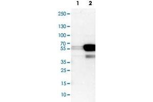 Western Blot analysis of Lane 1: NIH-3T3 cell lysate (mouse embryonic fibroblast cells) and Lane 2: NBT-II cell lysate (Wistar rat bladder tumour cells) with KRT7 polyclonal antibody . (Cytokeratin 7 antibody)