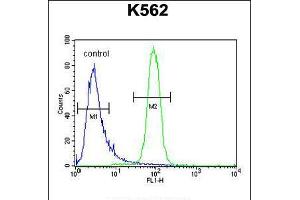 Flow cytometric analysis of K562 cells (right histogram) compared to a negative control cell (left histogram). (KBTBD5 antibody  (AA 349-377))