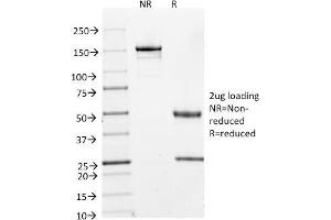 SDS-PAGE Analysis Purified Cyclin A2 Mouse Monoclonal Antibody (E67). (Cyclin A antibody)