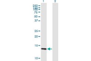 Western Blot analysis of DEFA6 expression in transfected 293T cell line by DEFA6 MaxPab polyclonal antibody.