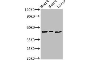 PECI/ECI2 antibody  (AA 119-219)
