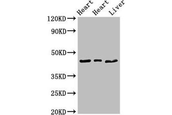 PECI/ECI2 antibody  (AA 119-219)