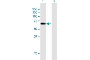 Western Blot analysis of PPIL2 expression in transfected 293T cell line by PPIL2 MaxPab polyclonal antibody. (PPIL2 antibody  (AA 1-527))