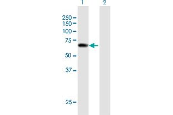 PPIL2 抗体  (AA 1-527)