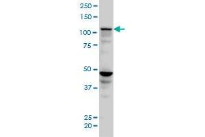 SEC24D monoclonal antibody (M04), clone 1A8 Western Blot analysis of SEC24D expression in HeLa . (SEC24D antibody  (AA 935-1032))