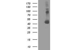 Image no. 1 for anti-Schlafen-Like 1 (SLFNL1) antibody (ABIN1500969) (Schlafen-Like 1 antibody)