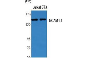 Western Blot (WB) analysis of specific cells using NCAM-L1 Polyclonal Antibody. (L1CAM antibody  (Ser727))