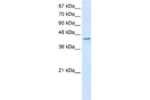 WB Suggested Anti-PCBP4 Antibody Titration:  0.