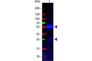 Western Blotting (WB) image for Goat anti-Rabbit IgG (Heavy & Light Chain) antibody (Atto 488) - Preadsorbed (ABIN964982)