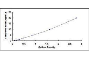 ELISA image for Angiotensin I Converting Enzyme (Peptidyl-Dipeptidase A) 1 (ACE) ELISA Kit (ABIN415354)