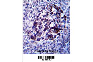MID2 Antibody immunohistochemistry analysis in formalin fixed and paraffin embedded human pancreas tissue followed by peroxidase conjugation of the secondary antibody and DAB staining. (Midline 2 antibody  (C-Term))