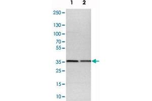 Western blot analysis of cell lysates with CNPY3 polyclonal antibody  at 1:250-1:500 dilution. (TNRC5 antibody)