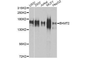 Western blot analysis of extracts of various cell lines, using EHMT2 antibody. (EHMT2 antibody  (AA 877-1176))