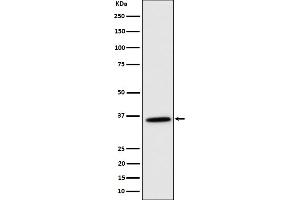 Western blot analysis of MDH2 expression in K562 cell lysate.
