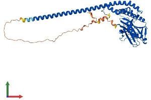 AlphaFold protein structure predicition of Mouse Recombinant Stambpl1 Protein, UniprotID Q76N33