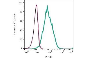Cell surface detection of CD81 by indirect flow cytometry in live intact human Raji lymphoblast B-cell line: + goat-anti-rabbit-FITC. (CD81 antibody  (Extracellular))