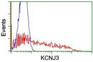 HEK293T cells transfected with either RC205322 overexpress plasmid (Red) or empty vector control plasmid (Blue) were immunostained by anti-KCNJ3 antibody (ABIN2455444), and then analyzed by flow cytometry. (KCNJ3 antibody  (AA 279-501))