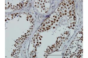 Immunoperoxidase of monoclonal antibody to HNRNPG-T on formalin-fixed paraffin-embedded human testis. (RBMXL2 antibody  (AA 1-90))