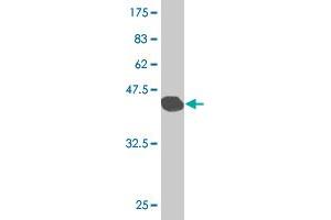 Western Blot detection against Immunogen (47. (Surfactant Protein C antibody  (AA 1-197))