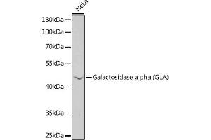 Western blot analysis of extracts of HeLa cells, using Galactosidase alpha (Galactosidase alpha (GLA)) antibody  at 1:1000 dilution. (GLA antibody  (AA 150-429))
