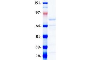 Validation with Western Blot (NRF2 Protein (Transcript Variant 1) (Myc-DYKDDDDK Tag))