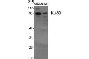 Western Blot (WB) analysis of specific cells using Ku-80 Polyclonal Antibody. (XRCC5 antibody  (C-Term))