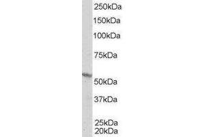 ABIN2559796 staining (1µg/ml) of A431 lysate (RIPA buffer, 35µg total protein per lane). (Retinoid X Receptor beta antibody  (Internal Region))