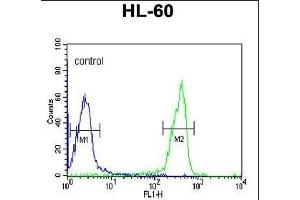 OMD Antibody (C-term) (ABIN391685 and ABIN2841590) flow cytometric analysis of HL-60 cells (right histogram) compared to a negative control cell (left histogram). (Osteomodulin antibody  (C-Term))