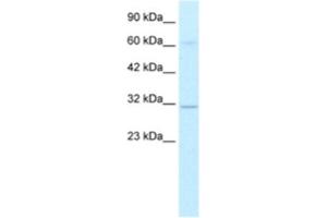 Western Blotting (WB) image for anti-D Site of Albumin Promoter (Albumin D-Box) Binding Protein (DBP) antibody (ABIN2460249) (DBP antibody)