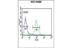 Flow cytometric analysis of NCI-H460 cells using IDH3G Antibody (C-term) Cat.