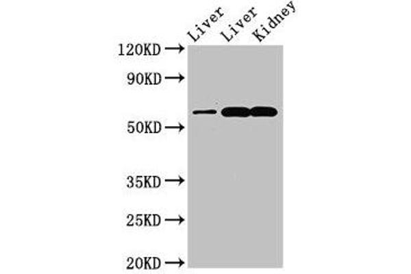 ZNF695 anticorps  (AA 1-88)
