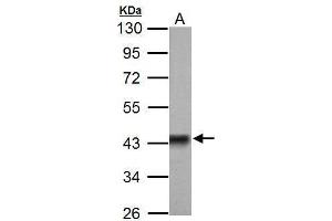 WB Image Sample (50 ug of whole cell lysate) A: Rat brain 10% SDS PAGE antibody diluted at 1:3000 (Pyruvate Dehydrogenase E1 alpha (Center) antibody)