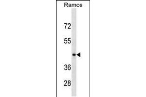 Western blot analysis in Ramos cell line lysates (35ug/lane). (RGMB antibody  (C-Term))