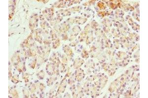 Immunohistochemistry of paraffin-embedded human pancreatic tissue using ABIN7170056 at dilution of 1:100 (FXYD2 antibody  (AA 1-64))