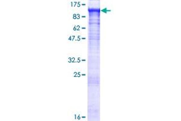 PGBD1 Protein (AA 1-809) (GST tag)