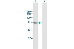 Western Blot analysis of DHX58 expression in transfected 293T cell line by DHX58 MaxPab polyclonal antibody.