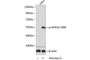 Western blot analysis of extracts from HeLa cells using Phospho-HNF4A(S304) Polyclonal Antibody. (HNF4A antibody  (pSer304))