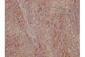 IHC image of ABIN7149430 diluted at 1:500 and staining in paraffin-embedded human tonsil tissue performed on a Leica BondTM system. (CTLA4 antibody  (AA 37-162))