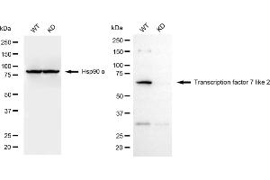 Western blotting analysis using transcription factor 7 like 2 antibody (ABIN7800589). (Recombinant TCF7L2 antibody)