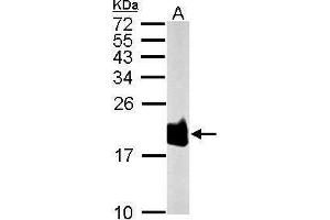 WB Image Sample (50 ug of whole cell lysate) A: Rat brain 15% SDS PAGE antibody diluted at 1:1000