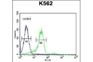 EN Antibody (C-term) (ABIN652020 and ABIN2840500) flow cytometric analysis of K562 cells (right histogr) compared to a negative control cell (left histogr). (Enamelin antibody  (C-Term))