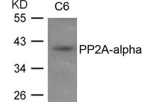 Western blot analysis of extracts from C6 cells using PP2A-alpha antibody. (PPP2CA antibody  (N-Term))