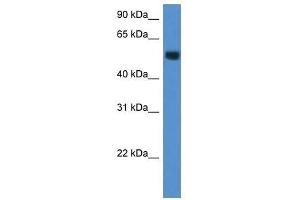 Western Blot showing Chst2 antibody used at a concentration of 1. (CHST2 antibody  (Middle Region))