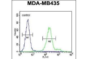 OR6V1 Antibody (C-term) (ABIN655020 and ABIN2844651) flow cytometric analysis of MDA-M cells (right histogram) compared to a negative control cell (left histogram). (OR6V1 antibody  (C-Term))
