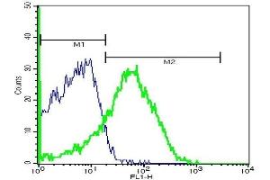 Mouse lung cells probed with Rabbit Anti-CD36 Polyclonal Antibody, FITC Conjugated . (CD36 antibody  (AA 51-150))