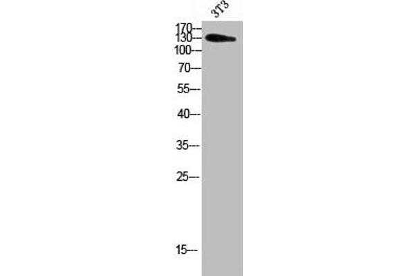 ADAMTS18 anticorps  (AA 1030-1110)